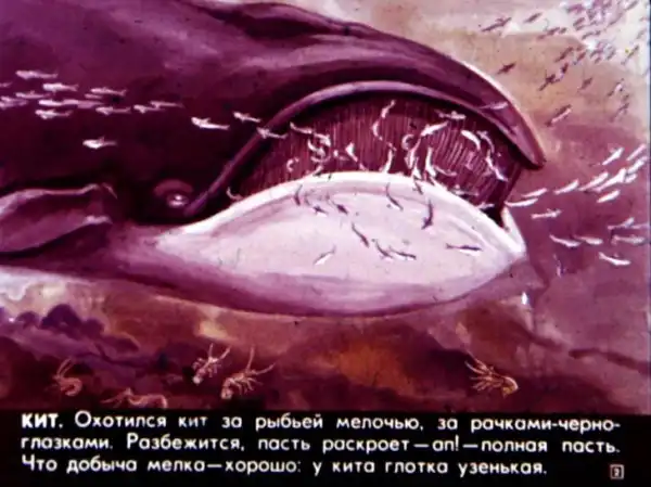 Кто живёт в холодном море (1973 г.)