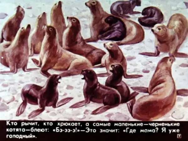 Кто живёт в холодном море (1973 г.)