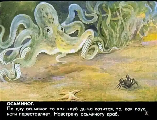 Кто живёт в тёплом море (1973 г.)