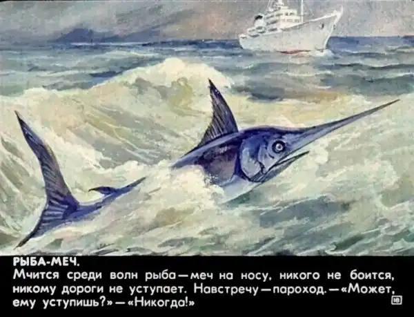 Кто живёт в тёплом море (1973 г.)