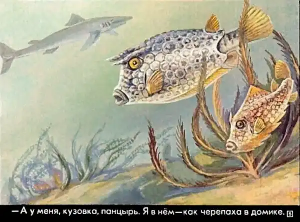 Кто живёт в тёплом море (1973 г.)