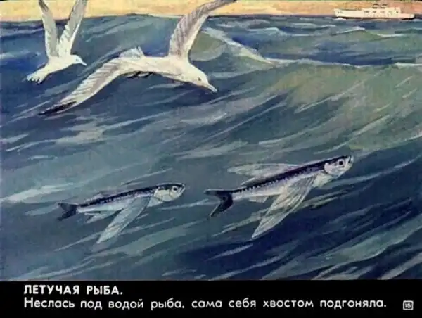 Кто живёт в тёплом море (1973 г.)