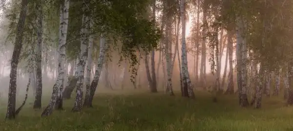 С Добрым утром!