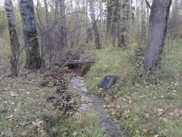 Путешествие в Ларинский заказник.