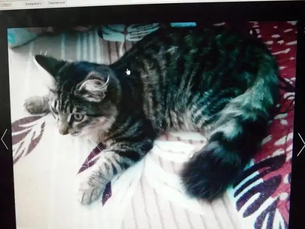 Отдам котика Кузю