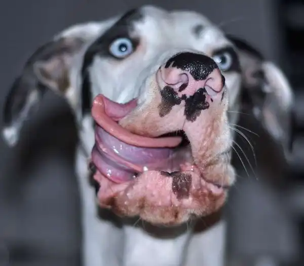Немецкий дог Мутка: самый эмоциональный пёс в мире