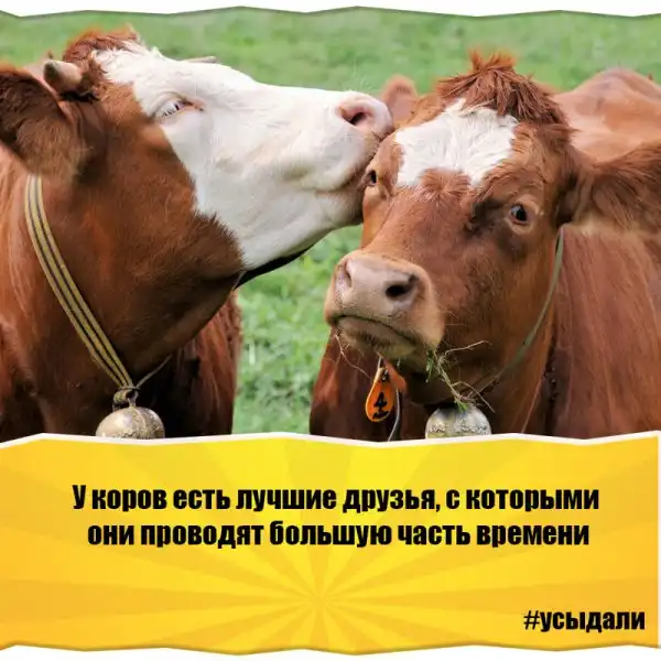 Удивительные факты о животных