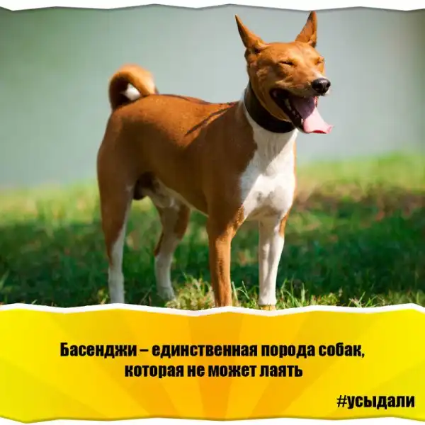 Удивительные факты о животных