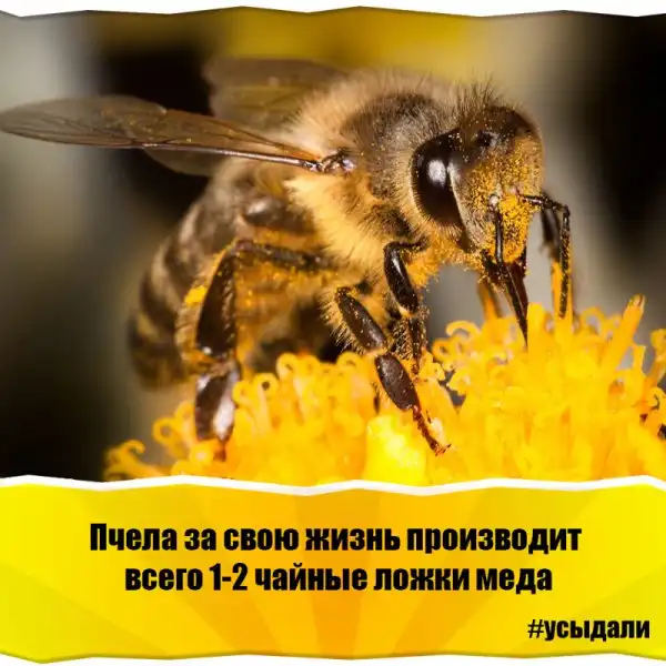 Удивительные факты о животных