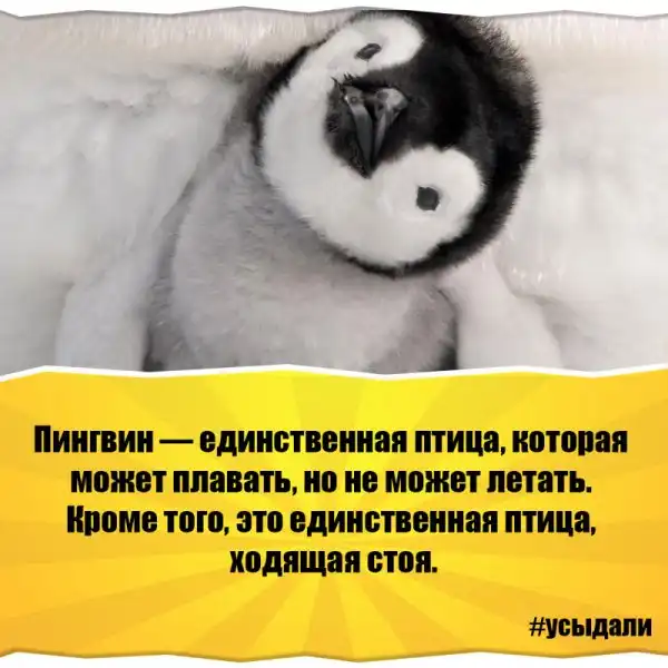 Удивительные факты о животных