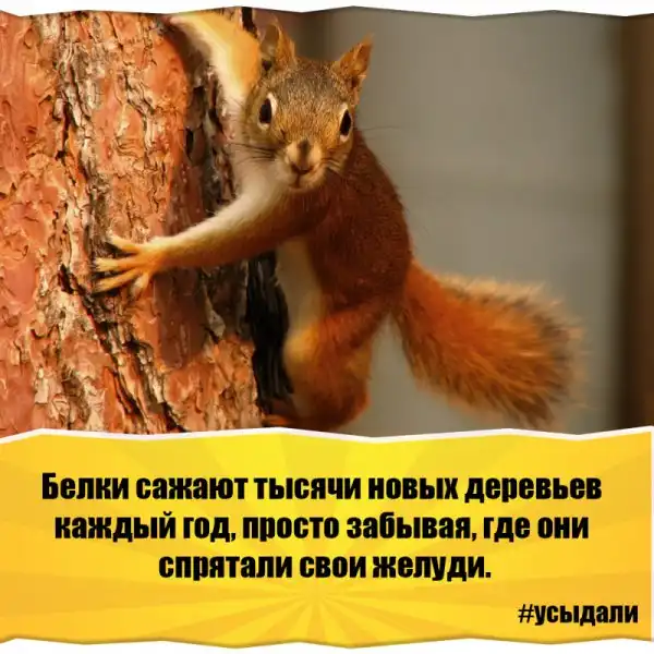 Удивительные факты о животных