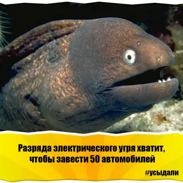 Удивительные факты о животных