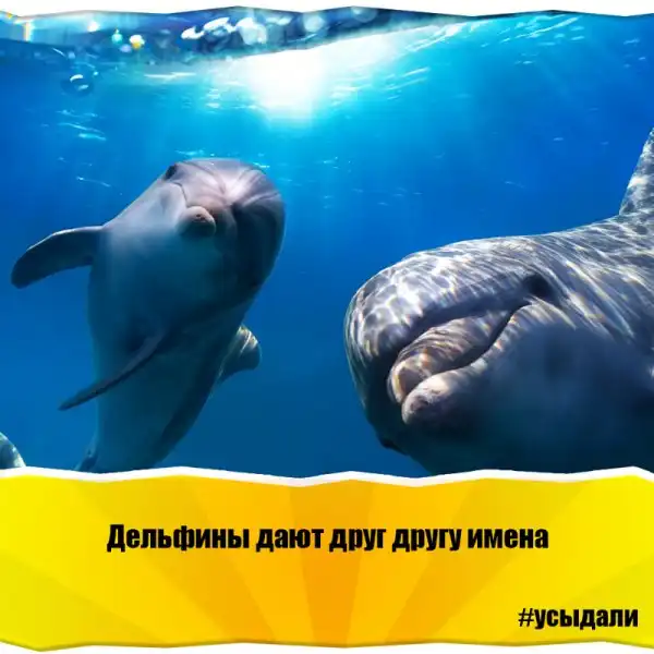 Удивительные факты о животных