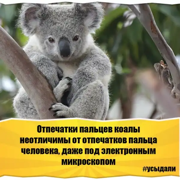 Удивительные факты о животных