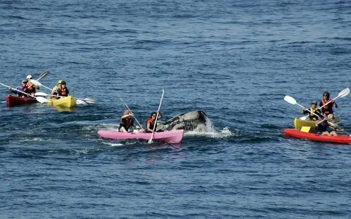 Туристы прокатились на спине кита