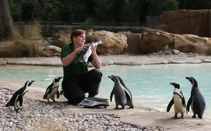 Пингвины, которые очень любят взвешиваться