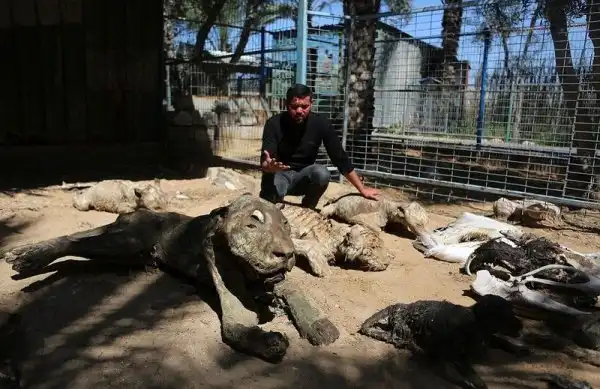 Умершие от голода животные зоопарка в Секторе Газа
