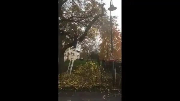 А напоследок дерево решило отомстить