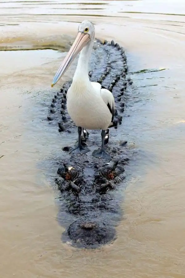 Фотокарточки