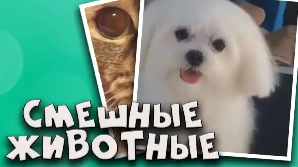 Смешные животные