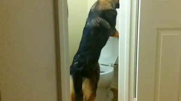 Собака, которая ходит в туалет как человек