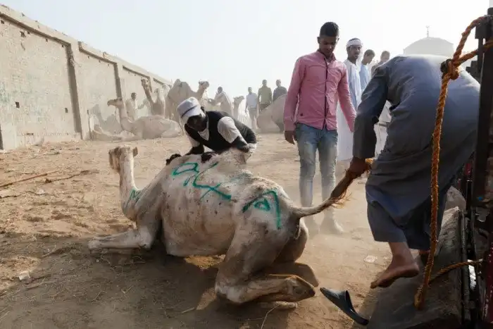 Как продают верблюдов в Египте