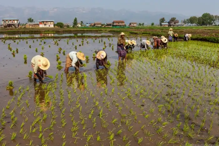 Как в Мьянме выращивают овощи на озерах