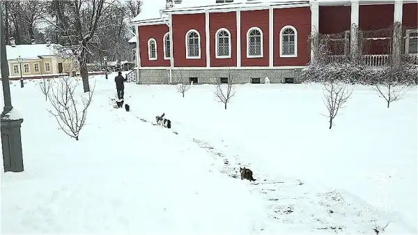 В Оптиной пустыни коты ежедневно совершают крестный ход.