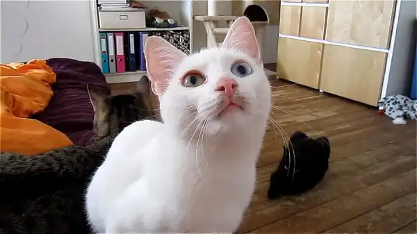 Кот говорит на неизвестном вселенной языке