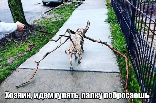 Картинки.