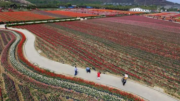 В Китае расцвели тюльпаны