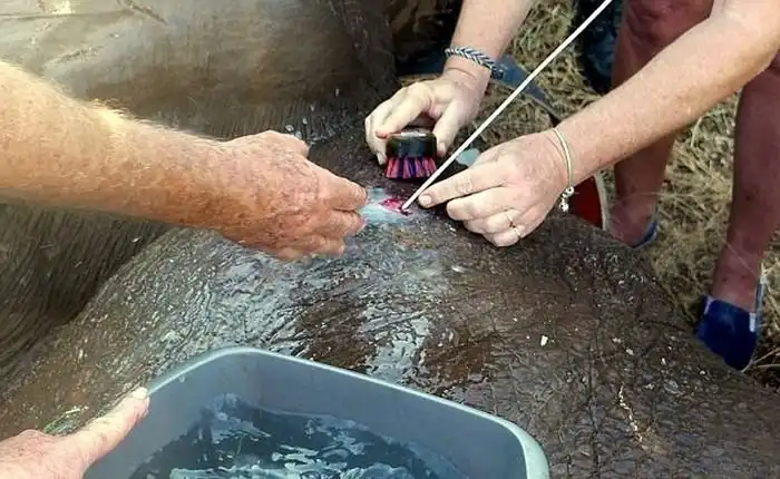 В Зимбабве раненный браконьерами слон обратился за помощью к людям