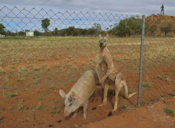 Слишком близкие отношения кенгуру и свиньи