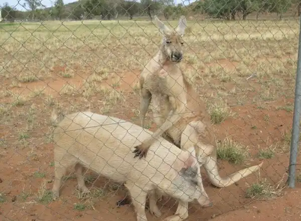 Слишком близкие отношения кенгуру и свиньи