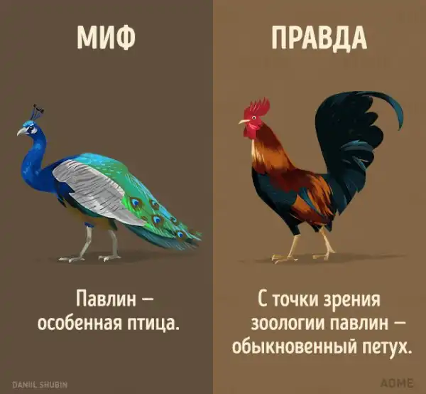 13 мифов о животных, в которые мы до сих пор верим
