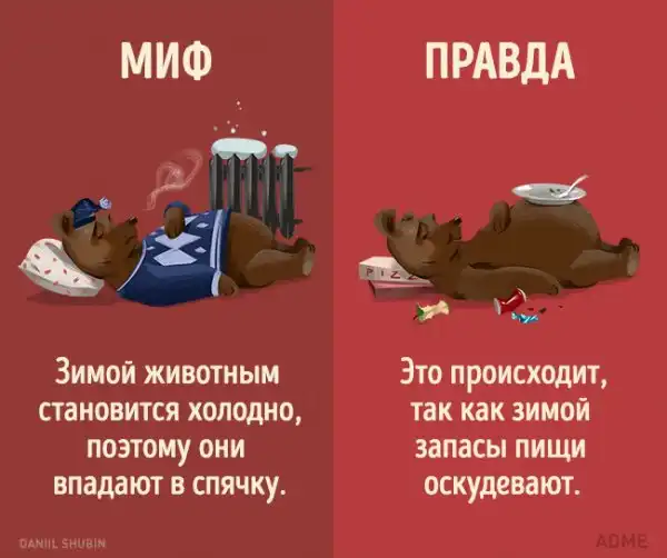 13 мифов о животных, в которые мы до сих пор верим
