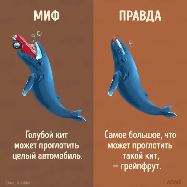 13 мифов о животных, в которые мы до сих пор верим