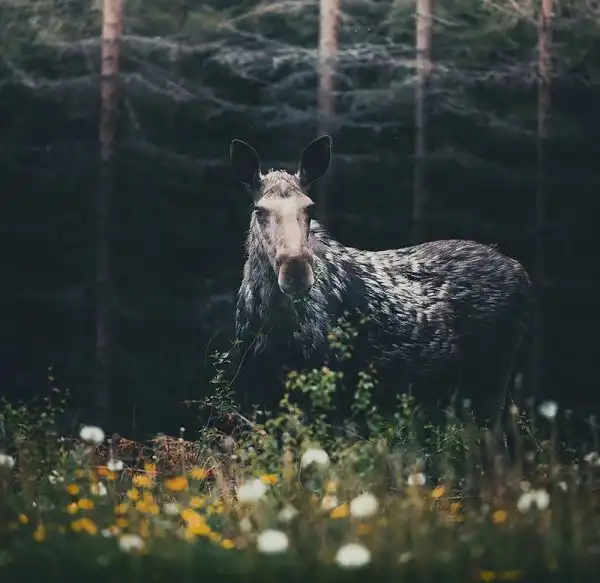 Душа леса. Фотограф Конста Пункка