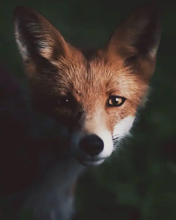Душа леса. Фотограф Конста Пункка