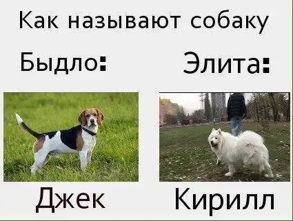 Картинки с выставки быдло