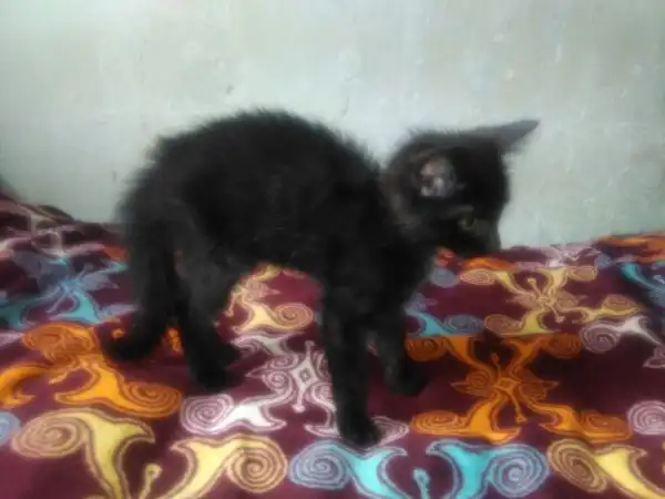 Черный котик ищет хозяев