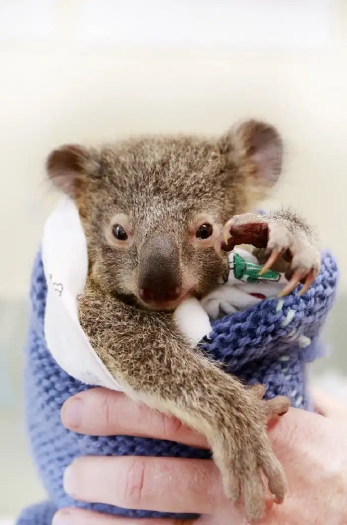Малыш коала не отходил от матери во время операции