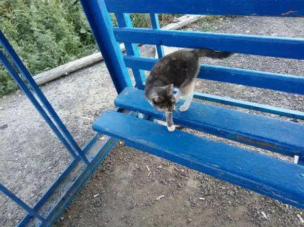 Срочно нужен дом кошечке/коту!