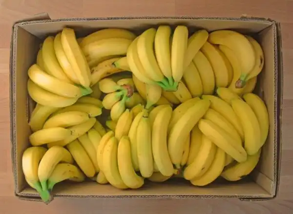 Как выращивают бананы? Современная банановая ферма!