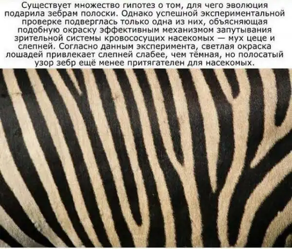 Познавательные факты обо всем на свете