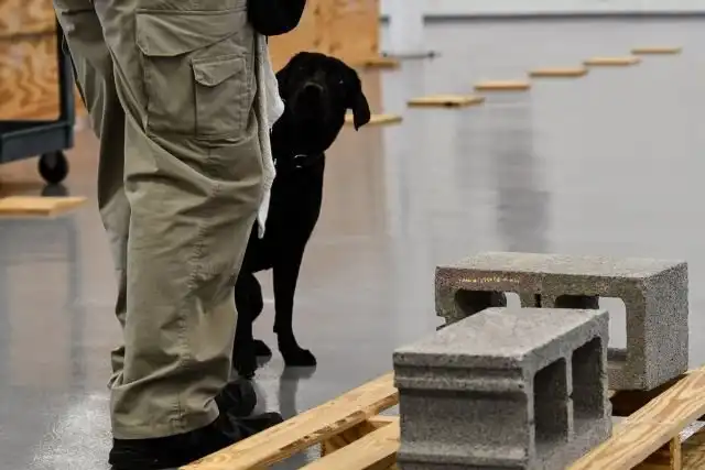 ЦРУ уволило со службы собаку, которая не хотела искать взрывчатку