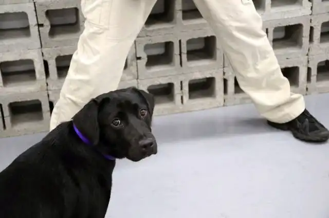 ЦРУ уволило со службы собаку, которая не хотела искать взрывчатку
