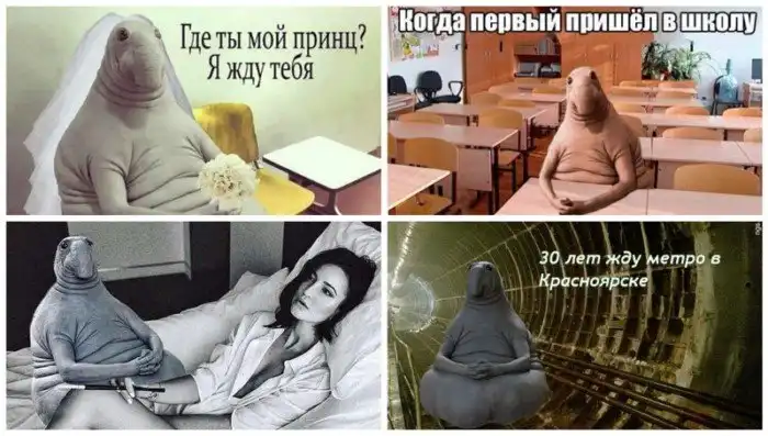 Ждун, "потому что у меня лапки" и другие самые популярные мемы 2017 года Ждун, "потому что у меня лапки" и другие самые популярные мемы 2017 года