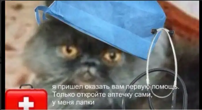 Ждун, "потому что у меня лапки" и другие самые популярные мемы 2017 года Ждун, "потому что у меня лапки" и другие самые популярные мемы 2017 года