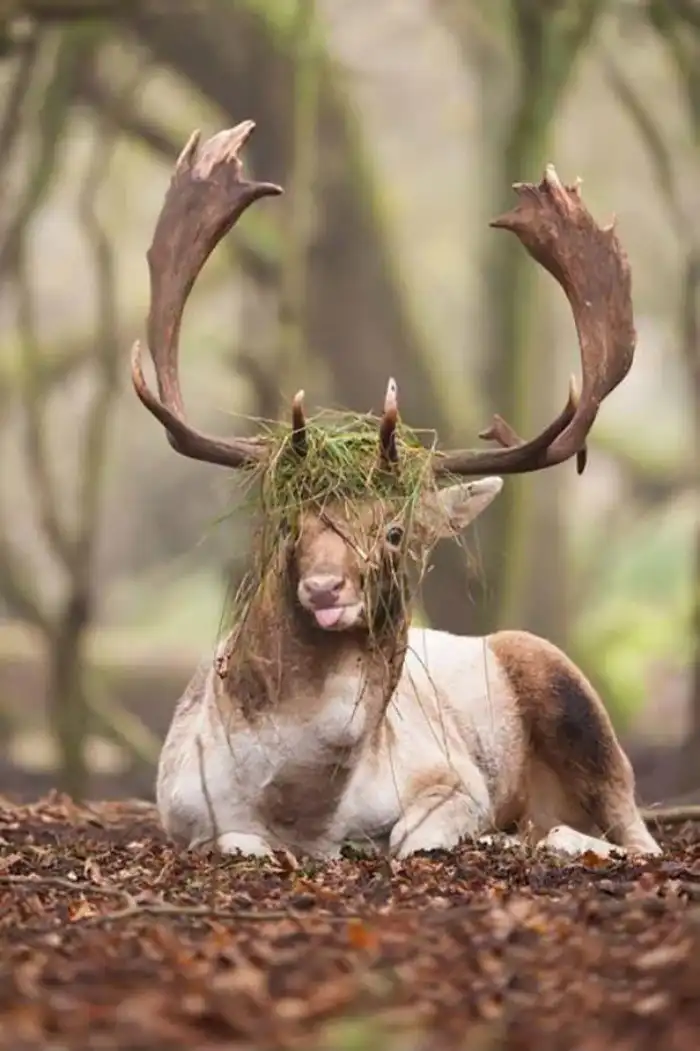 45 смешных снимков животных, которым точно недостает фотогеничности